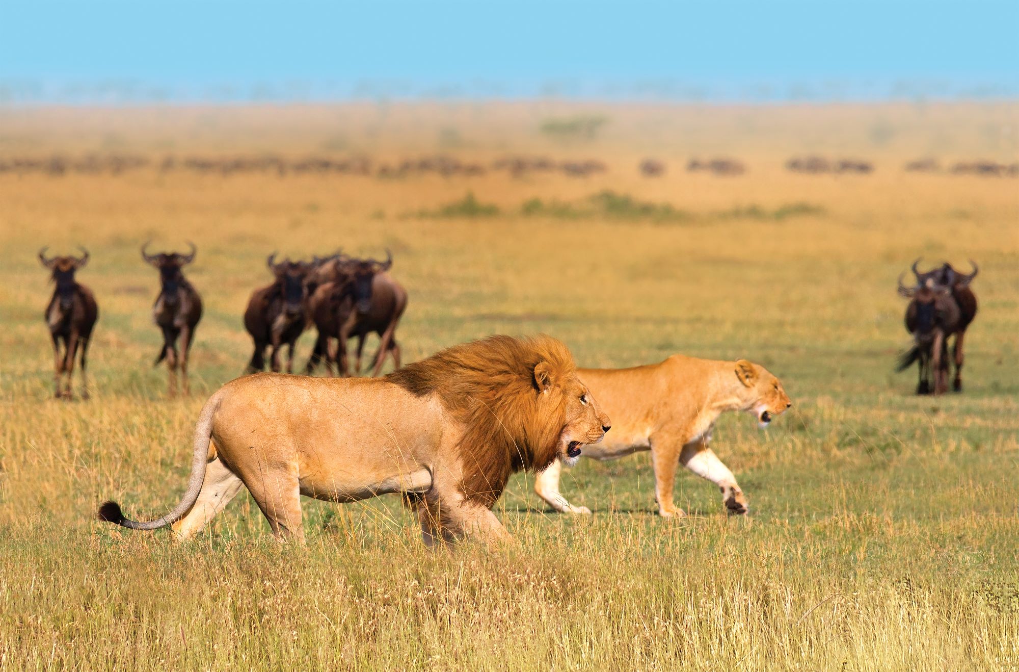 Lions