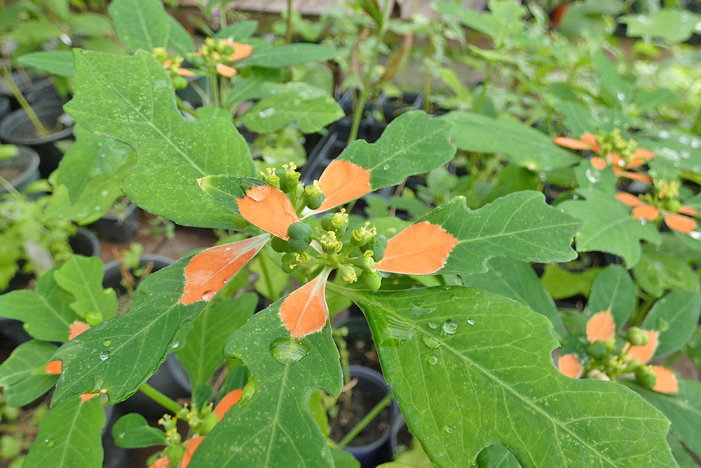 Wild Poinsettia