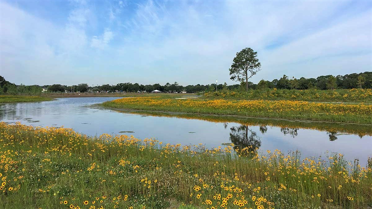 Yellow flowers bloom profusely at Exploration Green.