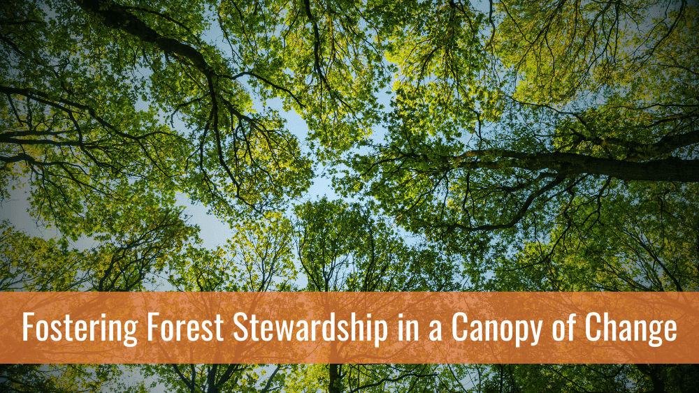 Looking up at a tree canopy of a deciduous forest